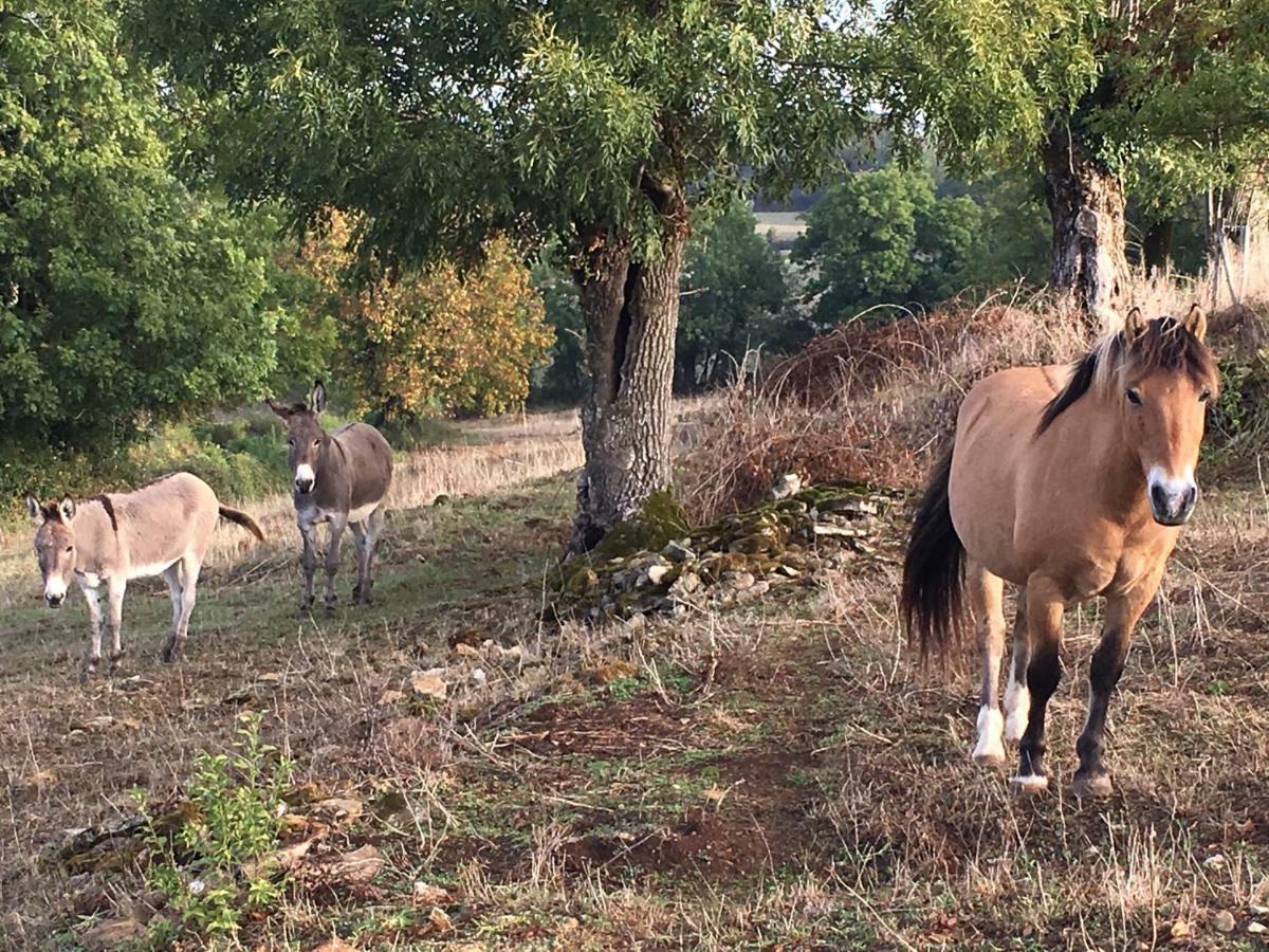 Gites Les Demeures De Valette Azay-le-Brule Εξωτερικό φωτογραφία